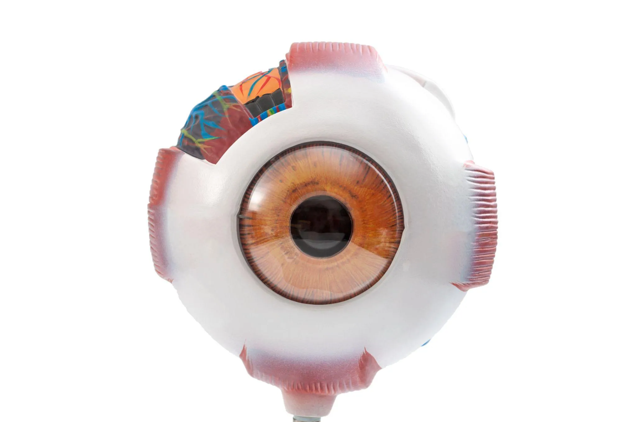 網膜剥離の前兆は？症状の見分け方や検査方法を解説